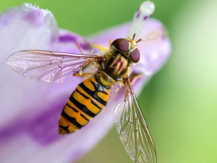 Lire la suite à propos de l’article Informations sur les syrphes : plantes qui attirent les syrphes dans le jardin