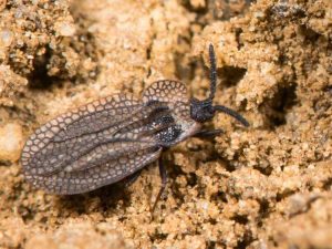 Lire la suite à propos de l’article Que sont les punaises des dentelles : comment se débarrasser des insectes nuisibles des dentelles