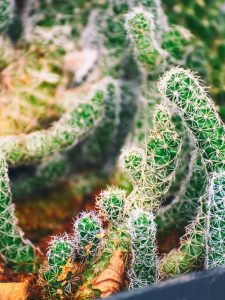 Lire la suite à propos de l’article Faits sur Thimble Cactus: Prendre soin d'une plante Thimble Cactus