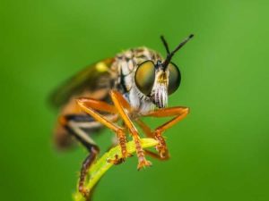 Lire la suite à propos de l’article Que sont les mouches voleuses : informations sur les insectes mouches voleuses