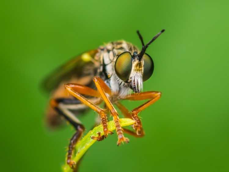 You are currently viewing Que sont les mouches voleuses : informations sur les insectes mouches voleuses