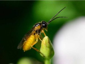 Lire la suite à propos de l’article Lutte contre les insectes tenthrèdes : comment se débarrasser des mouches à scie