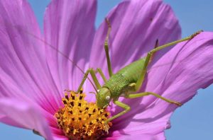 Lire la suite à propos de l’article Insectes communs sur le cosmos : traiter les ravageurs des plantes du cosmos