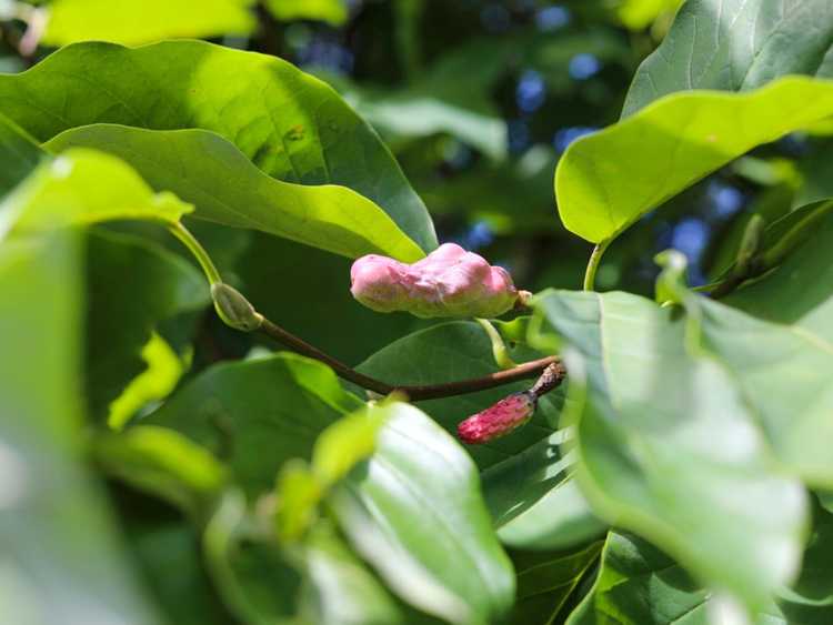 You are currently viewing Qu'est-ce qu'un magnolia de concombre