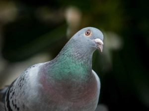 Lire la suite à propos de l’article Lutte antiparasitaire contre les pigeons : comment arrêter les pigeons sur mon balcon