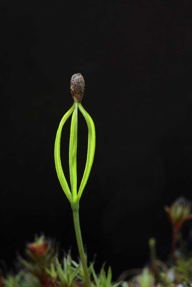 You are currently viewing Tégument coincé – Conseils pour enlever le tégument après la germination