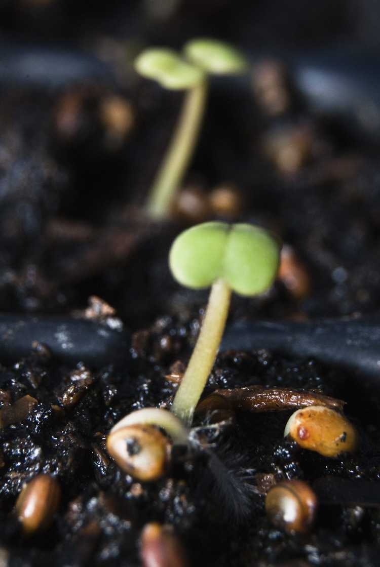 You are currently viewing Conseils d'entretien des semis : prendre soin des semis après la germination