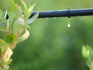 Lire la suite à propos de l’article Comment drainer et stocker les systèmes d’irrigation goutte à goutte : conseils pour l’hivernage