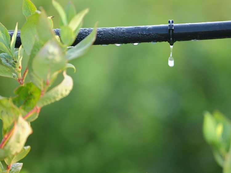 You are currently viewing Comment drainer et stocker les systèmes d’irrigation goutte à goutte : conseils pour l’hivernage