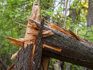 Lire la suite à propos de l’article Arbres secs et cassants – Quelles sont les causes de la rupture et de la fragilité des branches d'arbres