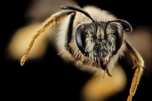 Lire la suite à propos de l’article Abeilles et huile de fleur – Informations sur les abeilles collectrices d’huile