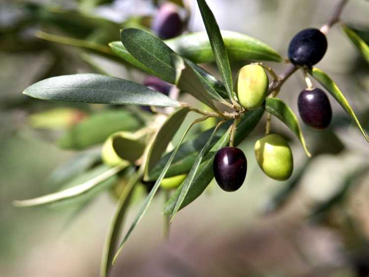 You are currently viewing Entretien des oliviers : informations sur la façon de cultiver des oliviers