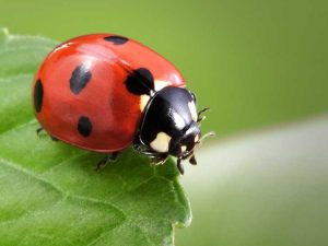 Lire la suite à propos de l’article Huile de Neem et coccinelles : l'huile de Neem est-elle nocive pour les coccinelles dans les jardins