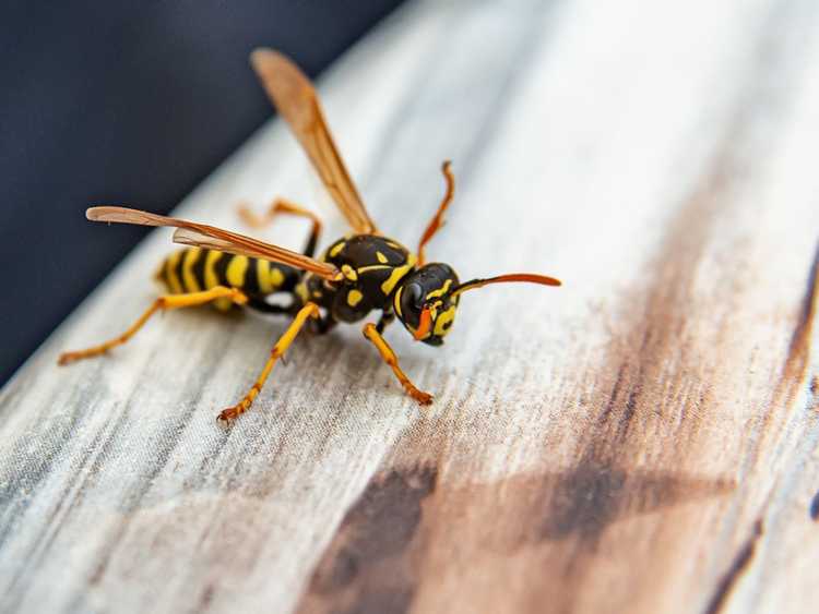 Lire la suite à propos de l’article Comment tuer les guêpes – Comment éliminer les guêpes de votre jardin