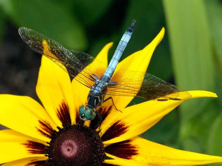 Lire la suite à propos de l’article Conseils pour attirer les libellules – Quelles plantes attirent les libellules dans les jardins
