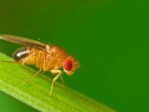 Lire la suite à propos de l’article Contrôler les mouches des fruits : comment se débarrasser des mouches des fruits dans les jardins et à l'intérieur