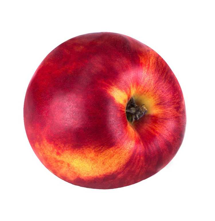 You are currently viewing Entretien de la nectarine de rose arctique : Qu'est-ce qu'une nectarine de rose arctique