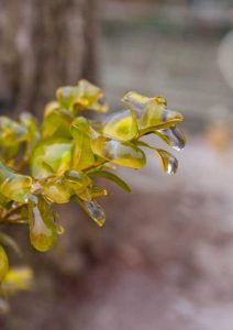 Lire la suite à propos de l’article Protection hivernale des buis : traiter les blessures causées par le froid dans les buis