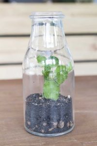 Lire la suite à propos de l’article Plantes de jardin en bouteille – Comment créer des jardins en bouteille