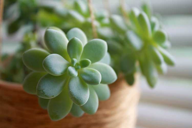 Lire la suite à propos de l’article Arroser les plantes succulentes : comment et quand arroser une plante succulente