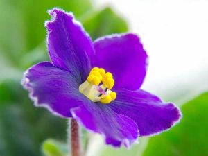 Lire la suite à propos de l’article Commencer une violette africaine – Cultiver des plantes de violette africaine avec des graines