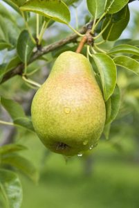 Lire la suite à propos de l’article Engrais pour poirier : conseils pour fertiliser un poirier