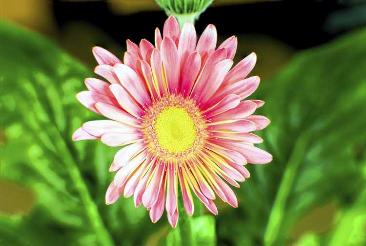 Lire la suite à propos de l’article Culture de l'aster de Chine : informations sur les asters de Chine dans les jardins