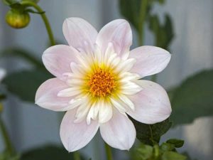 Lire la suite à propos de l’article Informations sur Collarette Dahlia – Comment faire pousser des dahlias Collarette