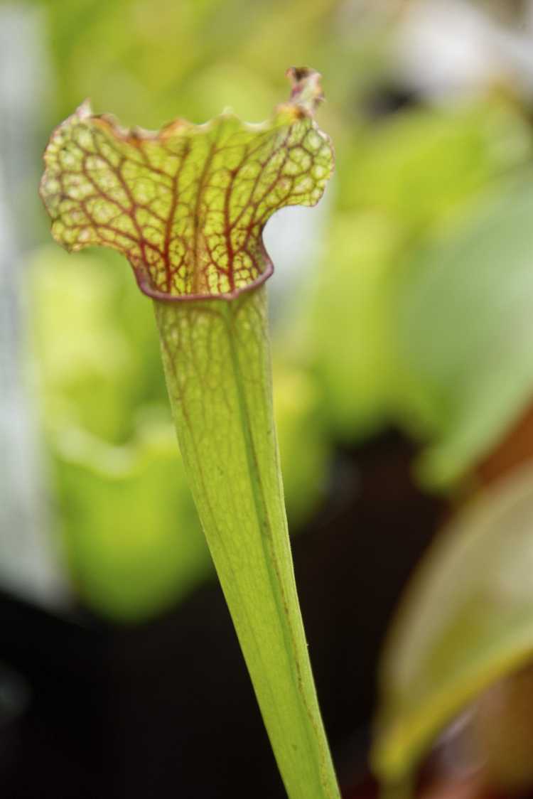 You are currently viewing Problèmes de plantes carnivores : pourquoi une plante à pichet n'a pas de pichet