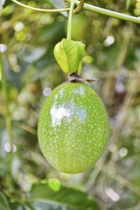 Lire la suite à propos de l’article Temps de récolte des fruits de la passion – Quand et comment récolter les fruits de la passion