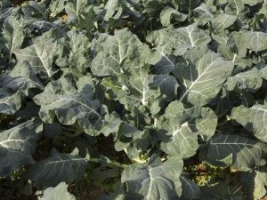 Lire la suite à propos de l’article Le brocoli ne forme pas de têtes : raisons pour lesquelles mon brocoli n'a pas de tête