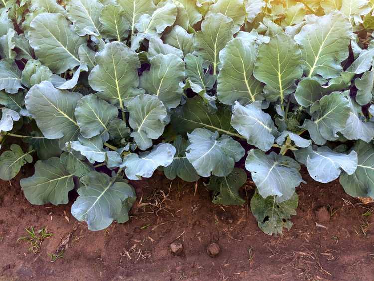 You are currently viewing Utiliser des feuilles de brocoli – Pouvez-vous manger des feuilles de brocoli