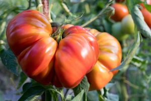 Lire la suite à propos de l’article Plants de tomates plissées roses zapotèques – Conseils pour cultiver des tomates zapotèques