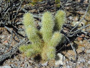 Lire la suite à propos de l’article Informations sur Chain Cholla – Comment faire pousser un cactus Cholla en chaîne