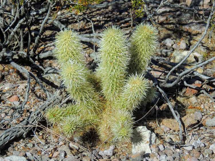 You are currently viewing Informations sur Chain Cholla – Comment faire pousser un cactus Cholla en chaîne