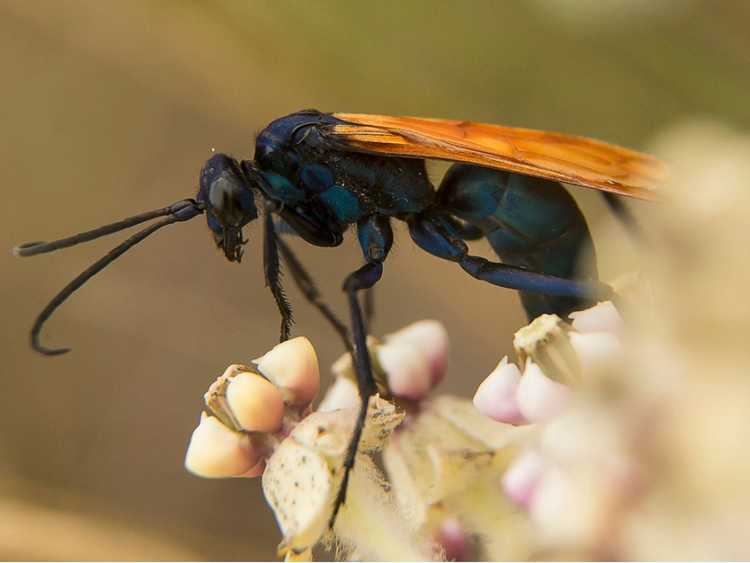 You are currently viewing Que sont les guêpes araignées – En savoir plus sur les guêpes araignées dans les jardins