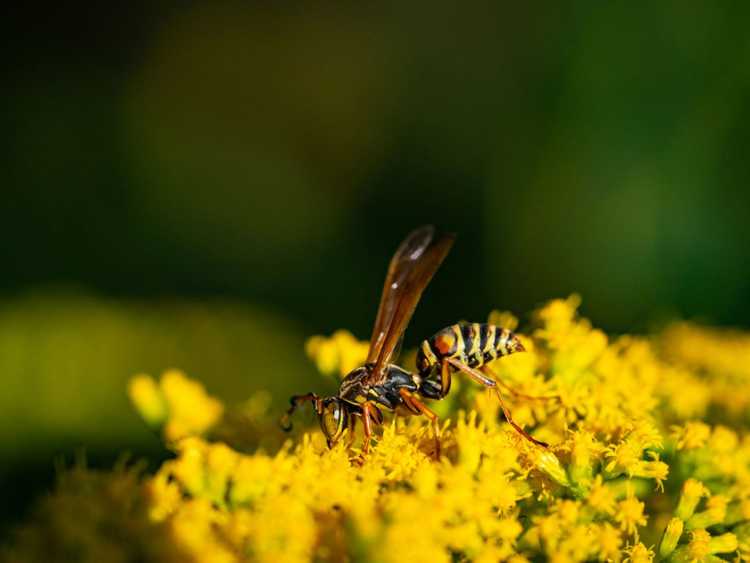 You are currently viewing Les guêpes pollinisent-elles les fleurs : le rôle vital des guêpes en tant que pollinisateurs