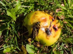 Lire la suite à propos de l’article Les arbres fruitiers attirent-ils les guêpes : conseils pour éloigner les guêpes des arbres fruitiers