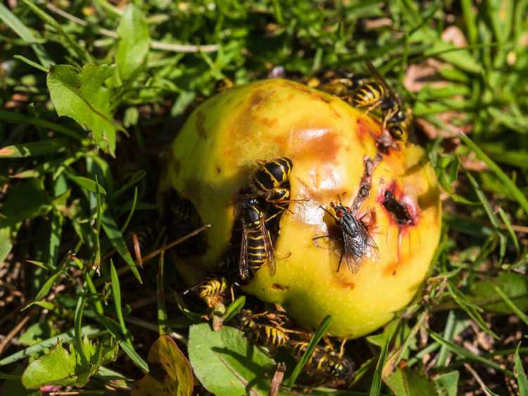 You are currently viewing Les arbres fruitiers attirent-ils les guêpes : conseils pour éloigner les guêpes des arbres fruitiers