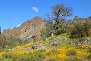 Lire la suite à propos de l’article Conception du jardin Chaparral : comment imiter un habitat indigène Chaparral