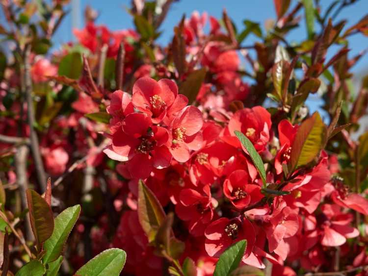 You are currently viewing Faire une haie de coings – Comment faire pousser une haie d'arbres fruitiers de coings