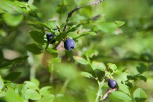 Lire la suite à propos de l’article Qu'est-ce qu'une haie de forêt alimentaire – Comment faire pousser une haie comestible