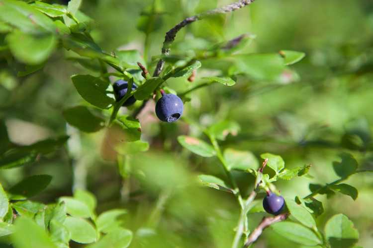 You are currently viewing Qu'est-ce qu'une haie de forêt alimentaire – Comment faire pousser une haie comestible