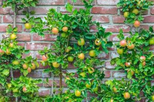 Lire la suite à propos de l’article Utiliser des arbres fruitiers comme haies – Apprenez à utiliser des arbres fruitiers comme haies