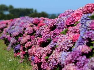 Lire la suite à propos de l’article Entretien des hortensias de printemps : 5 conseils pour des hortensias heureux