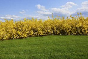 Lire la suite à propos de l’article Planter des haies de forsythia : conseils pour utiliser le forsythia comme haie