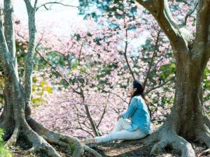 Lire la suite à propos de l’article En savoir plus sur l'observation des fleurs ou le Hanami au Japon