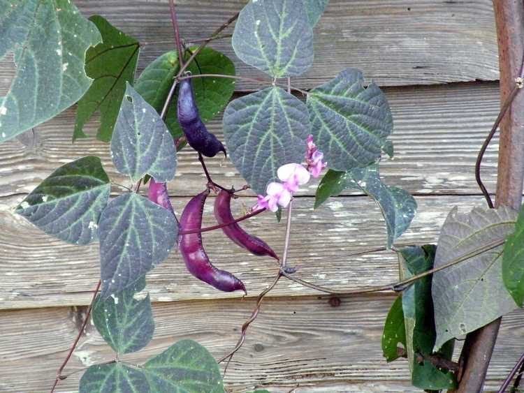 You are currently viewing Vignes de haricots jacinthes: conseils pour cultiver des haricots jacinthes en pots