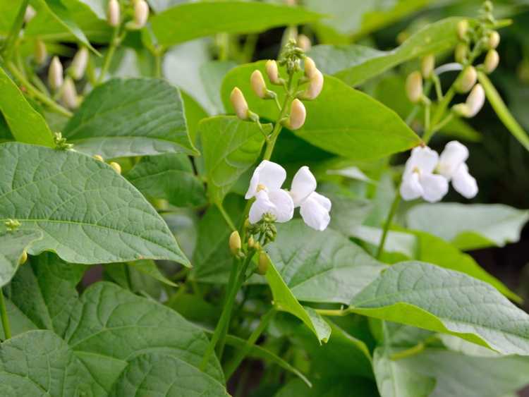 You are currently viewing Problèmes de fleurs de haricots : raison pour laquelle les fleurs de haricots tombent sans produire de gousses