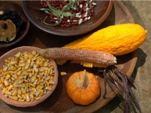 Lire la suite à propos de l’article Un jardin de trois sœurs – haricots, maïs et courges